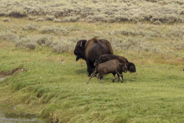 Bison-Headbutt