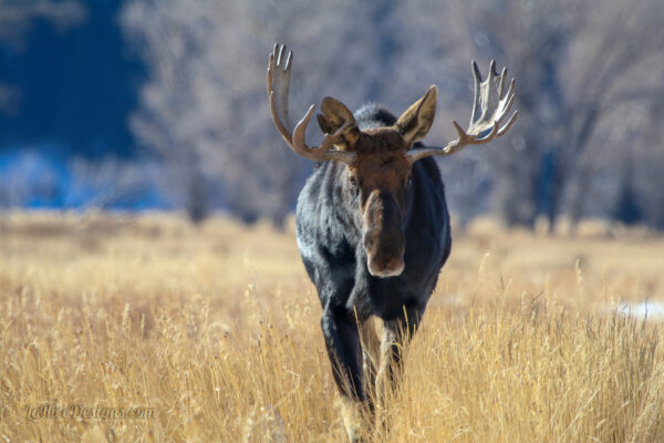 Moose-2