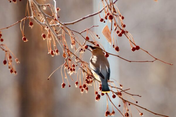 CedarWaxwingLR